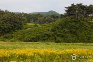 玉井湖九节草主题公园