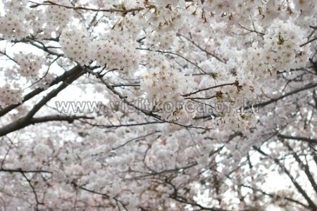 金堤母岳山庆典김제 모악산축제