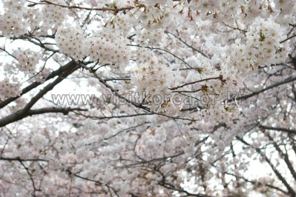 金堤母岳山庆典김제 모악산축제