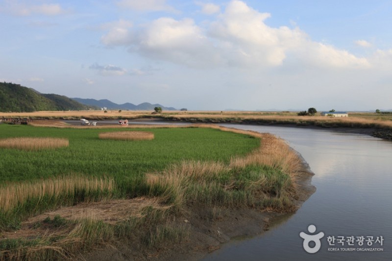 顺天湾湿地 (19/70)