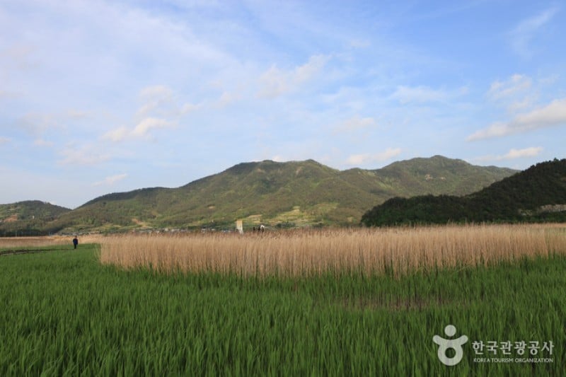 顺天湾湿地 (23/70)