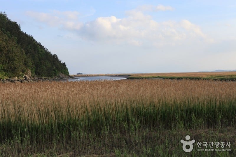 顺天湾湿地 (30/70)