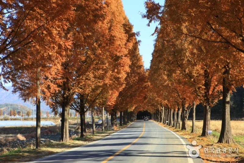 潭阳水杉林荫路 (9/17)