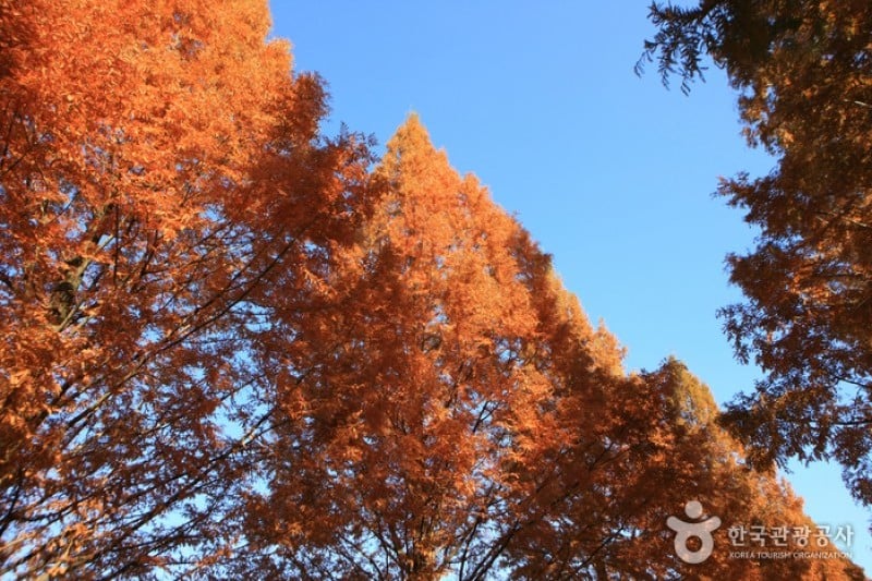 潭阳水杉林荫路 (10/17)