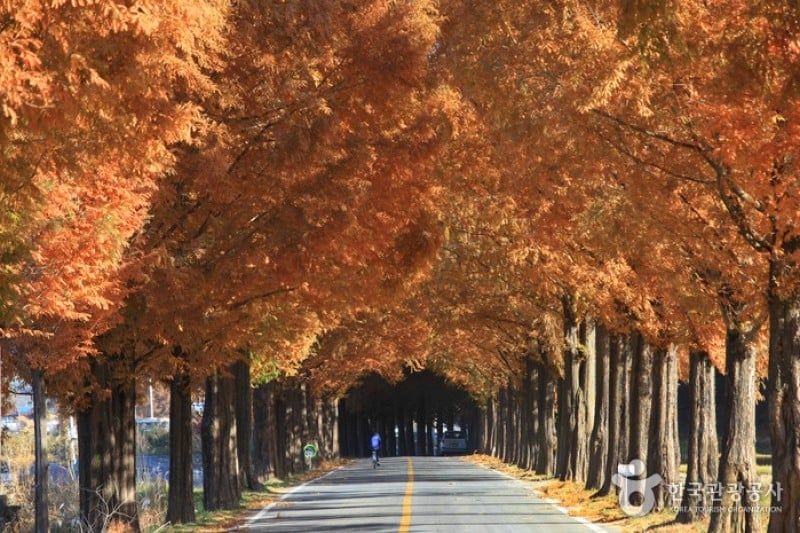 潭阳水杉林荫路 (11/17)