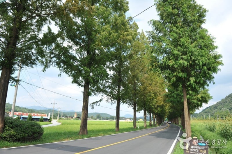 潭阳水杉林荫路 (13/17)