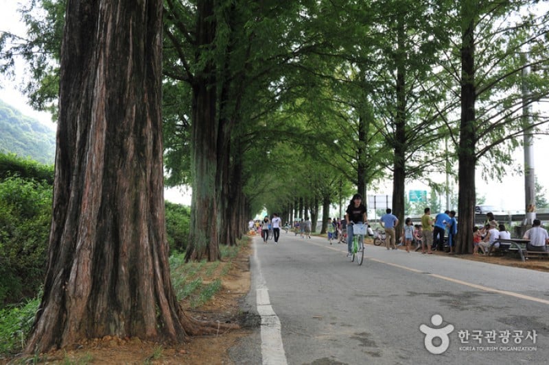 潭阳水杉林荫路 (16/17)