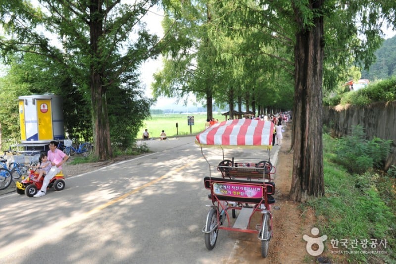 潭阳水杉林荫路 (17/17)