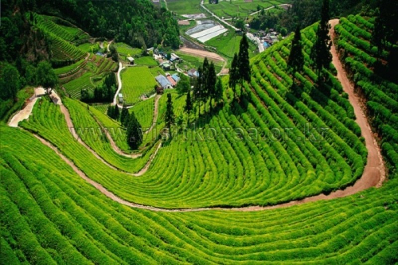 宝城绿茶园-大韩茶园 (1/7)