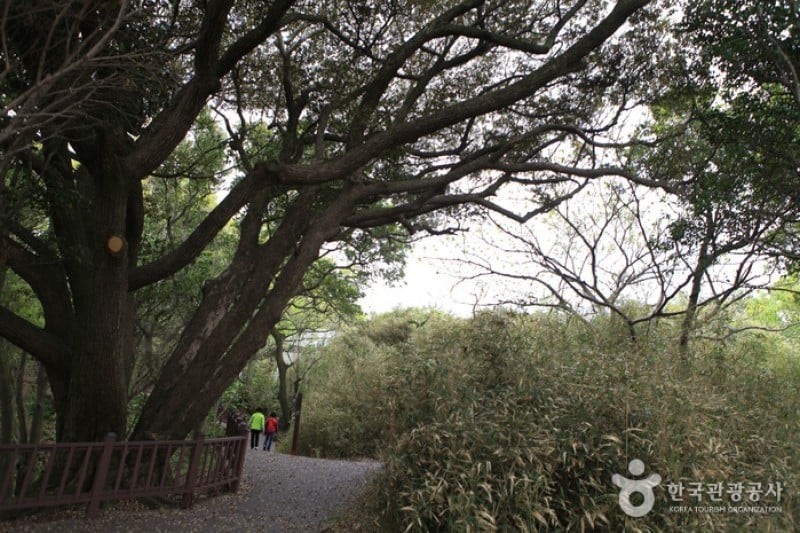 梧桐岛