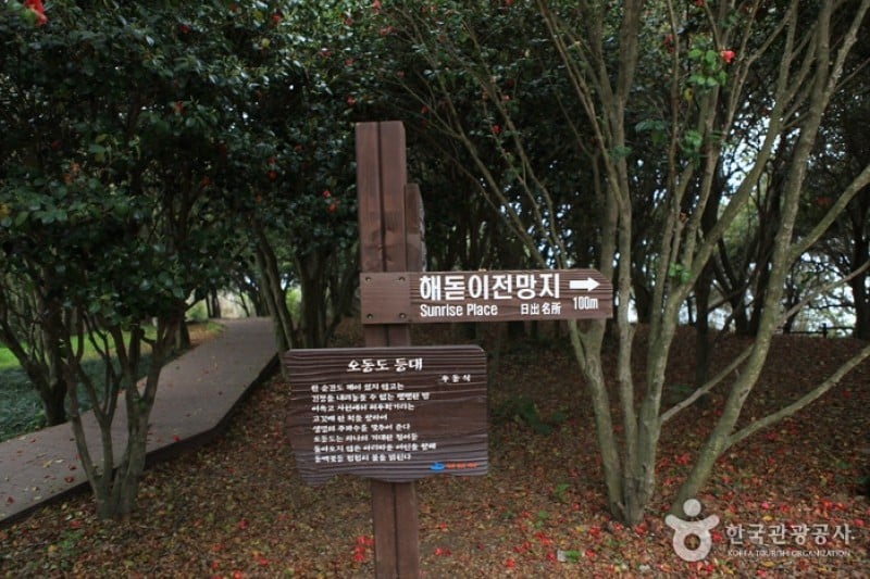 梧桐岛