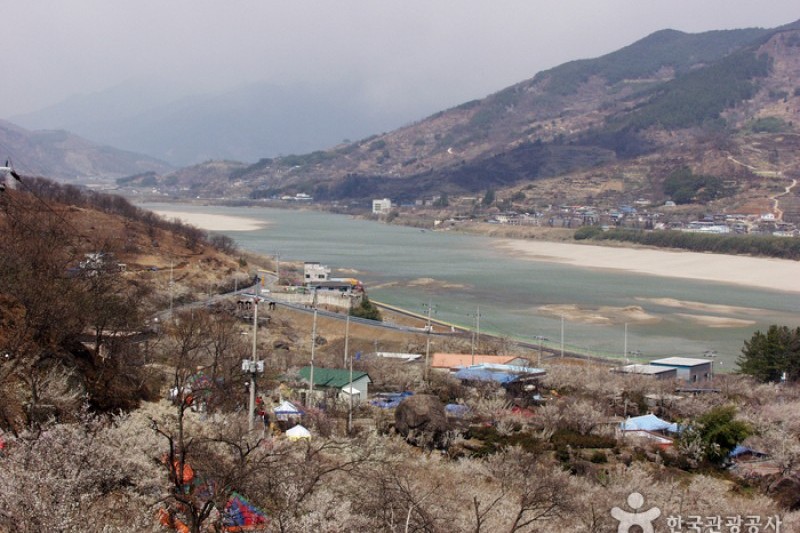 蟾津江梅花村 (1/2)