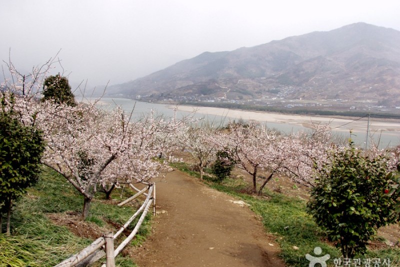 蟾津江梅花村 (2/2)