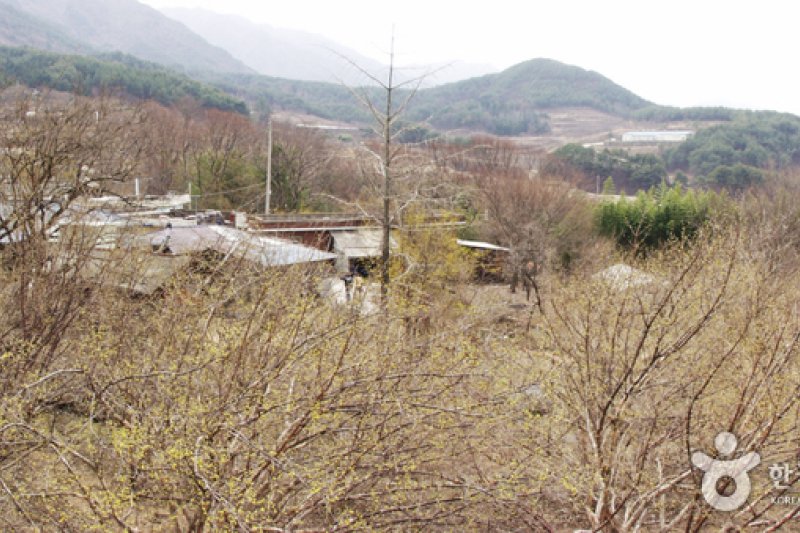 求礼山茱萸村 (2/10)