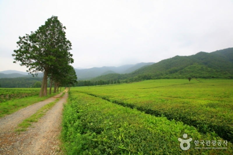 Bohtjae茶园 (2/4)