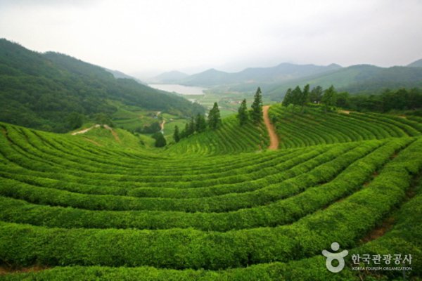Bohtjae茶园