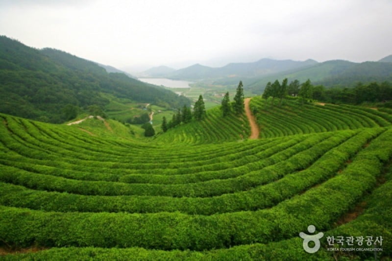 Bohtjae茶园 (3/4)
