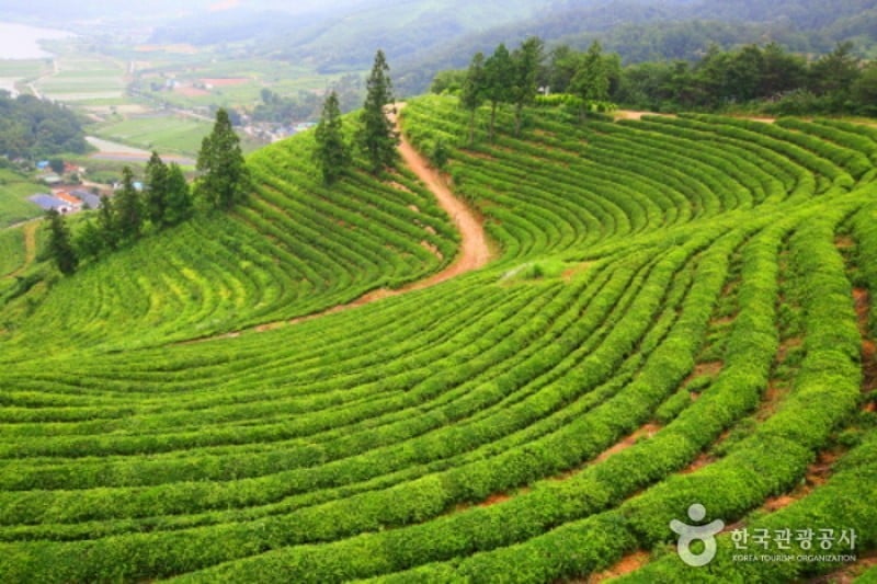 Bohtjae茶园 (4/4)