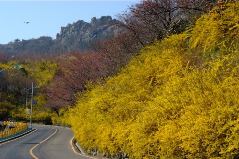 木浦儒达山花卉节