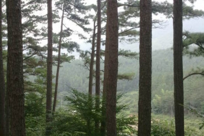 白云山 (5/10)