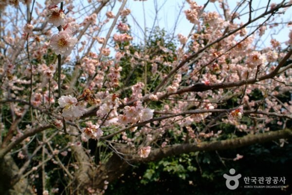海南地端梅花节