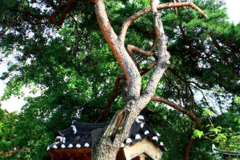 安东河回村[联合国教科文组织世界文化遗产]안동 하회마을 [유네스코 세계문화유산]