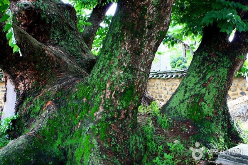 安东河回村[联合国教科文组织世界文化遗产]안동 하회마을 [유네스코 세계문화유산]