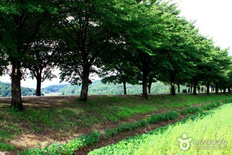 安东河回村[联合国教科文组织世界文化遗产]안동 하회마을 [유네스코 세계문화유산]