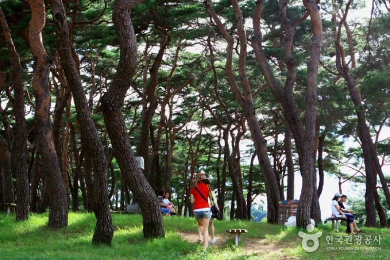 安东河回村[联合国教科文组织世界文化遗产]안동 하회마을 [유네스코 세계문화유산]