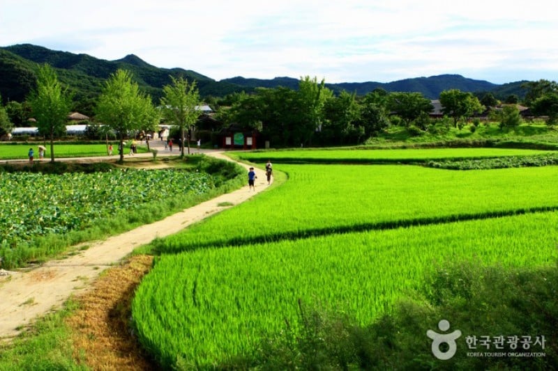 安东河回村[联合国教科文组织世界文化遗产]안동 하회마을 [유네스코 세계문화유산]