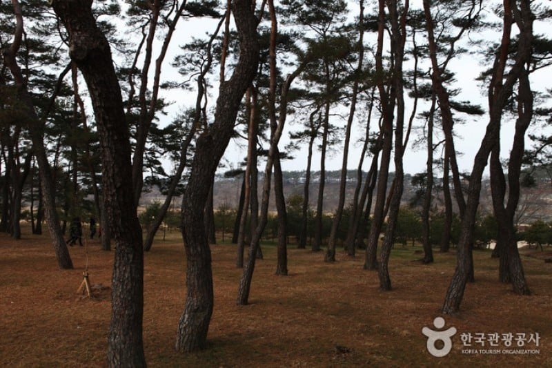 安东河回村[联合国教科文组织世界文化遗产]안동 하회마을 [유네스코 세계문화유산]