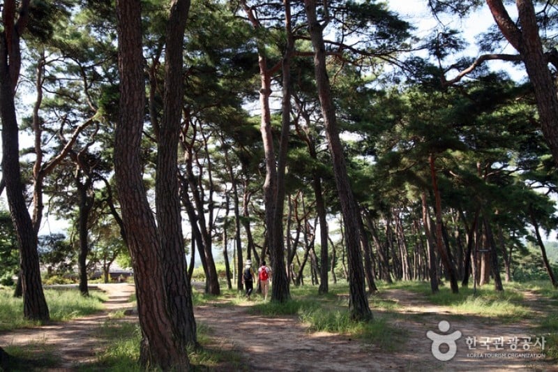安东河回村[联合国教科文组织世界文化遗产]안동 하회마을 [유네스코 세계문화유산]