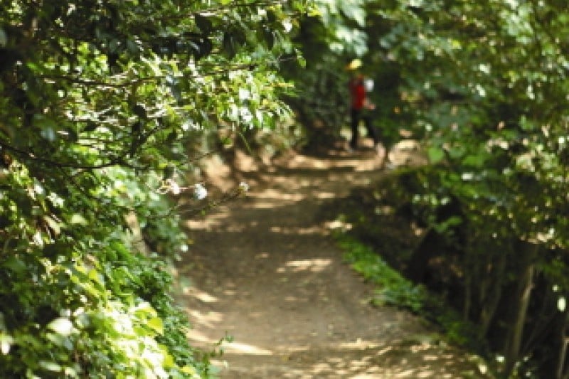 郁陵岛