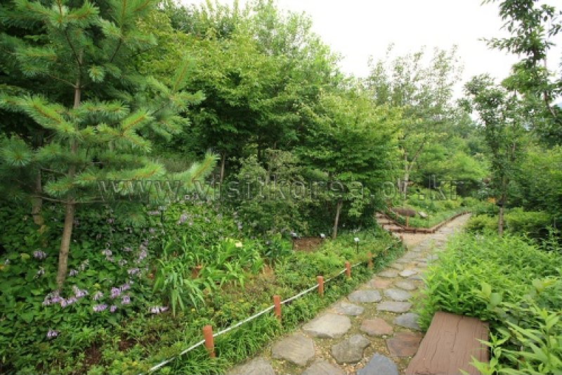 伽倻山野生花植物园 (20/27)
