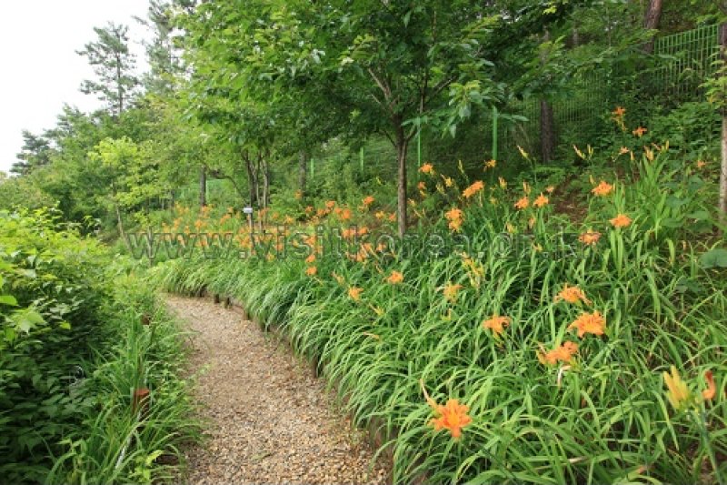 伽倻山野生花植物园 (22/27)