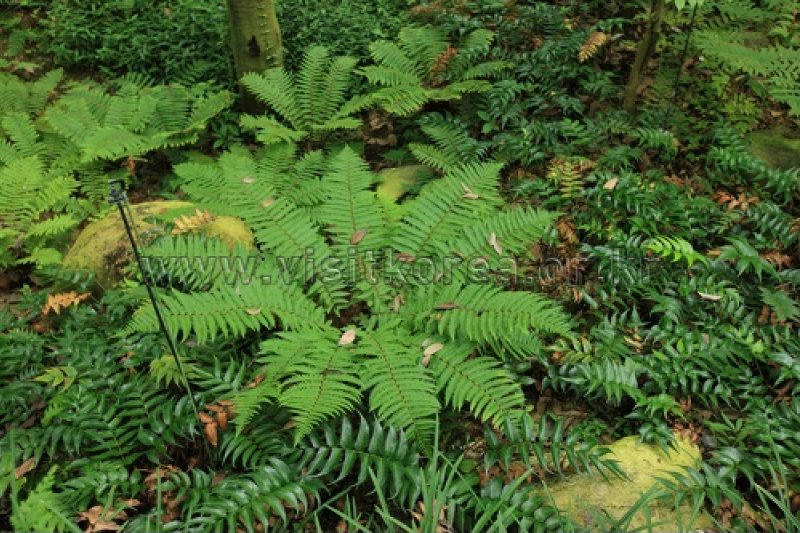 伽倻山野生花植物园 (25/27)