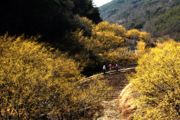 义城山茱萸花节