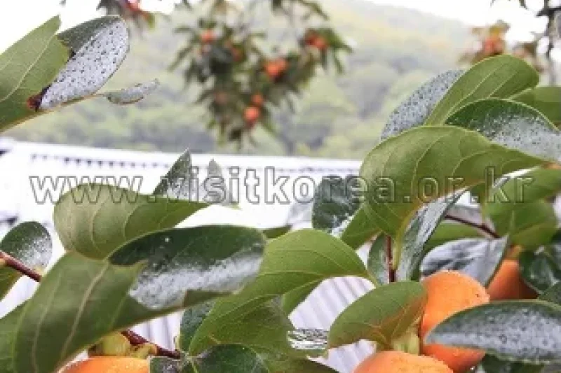 清道盘柿节