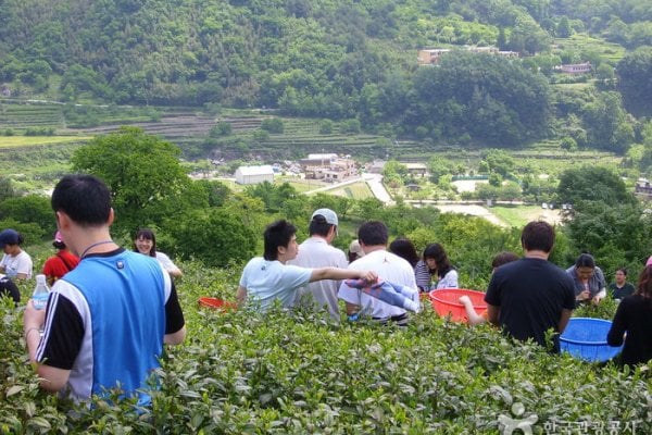 河东野生茶文化庆典