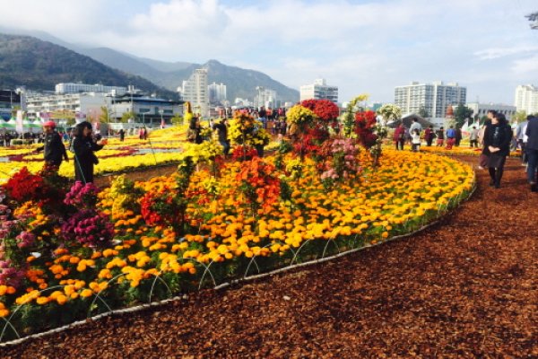 马山菊花庆典