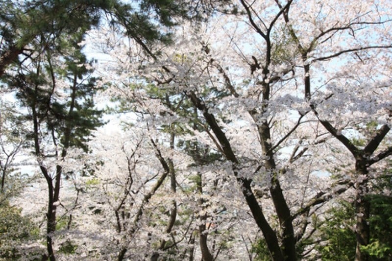 帝皇山公园 (2/9)