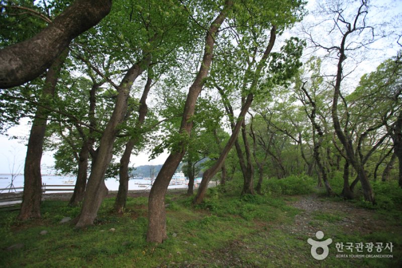 南海勿巾防潮鱼付林남해 물건리 방조어부림