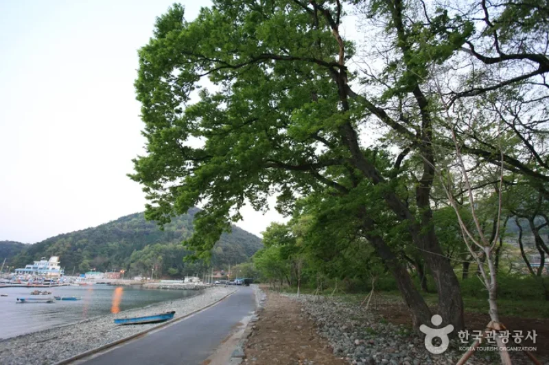 南海勿巾防潮鱼付林남해 물건리 방조어부림