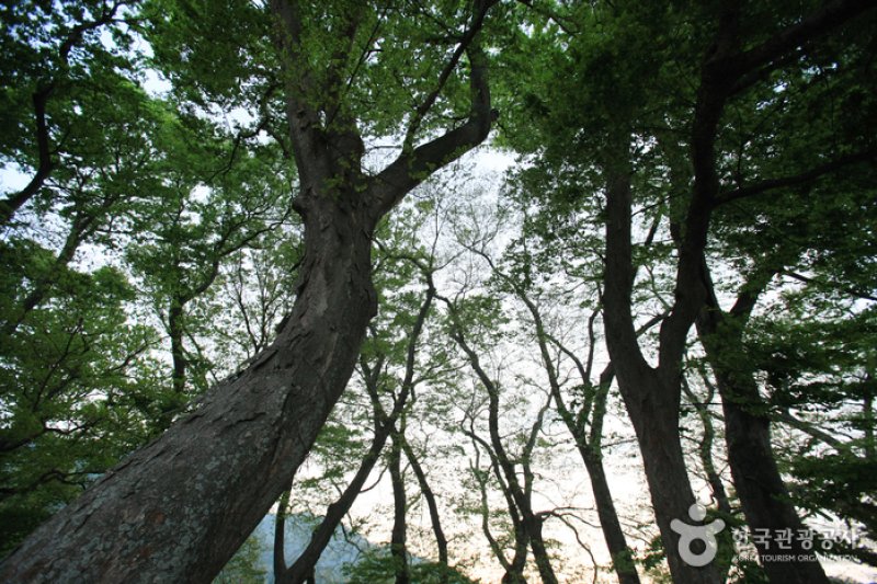 南海勿巾防潮鱼付林남해 물건리 방조어부림