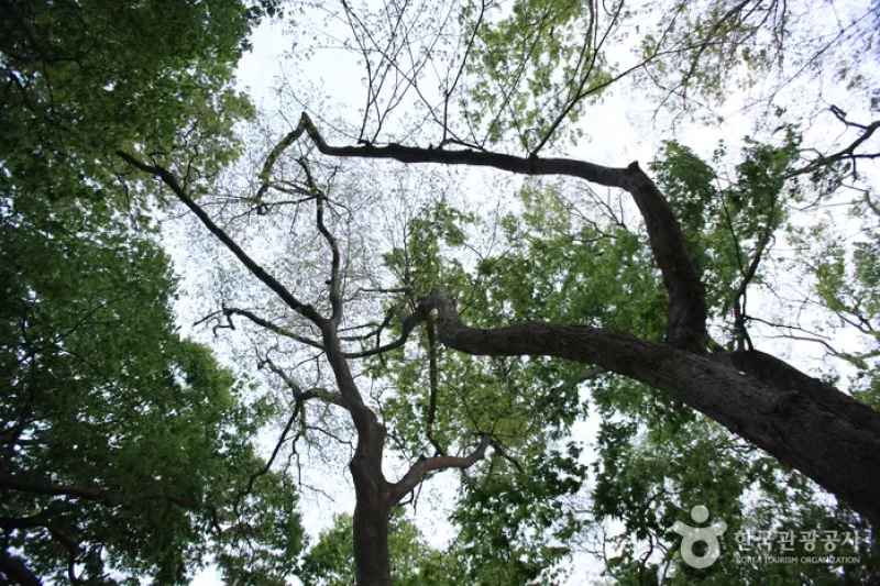 南海勿巾防潮鱼付林남해 물건리 방조어부림