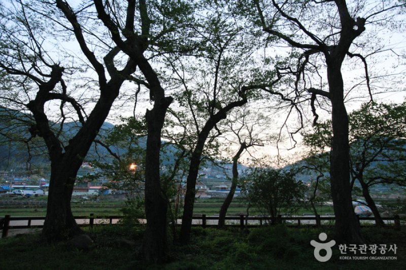 南海勿巾防潮鱼付林남해 물건리 방조어부림