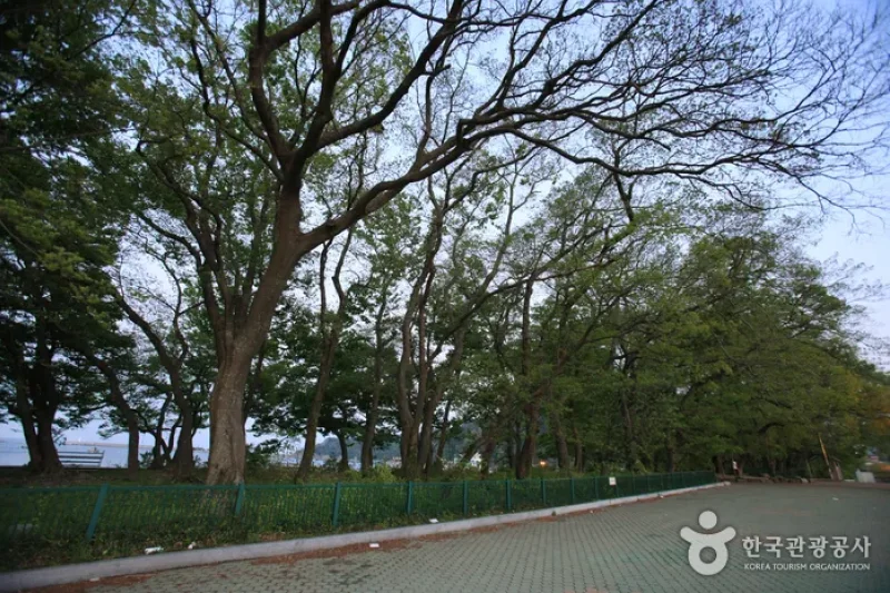 南海勿巾防潮鱼付林남해 물건리 방조어부림