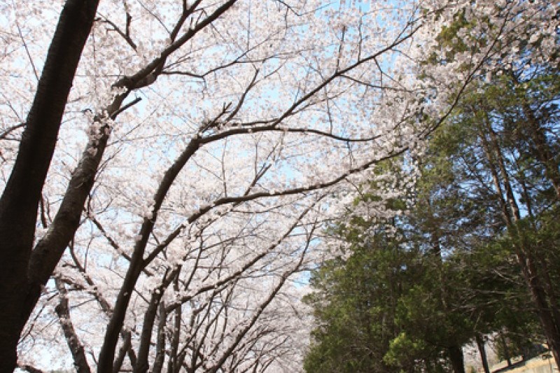 安民山岭 (4/6)