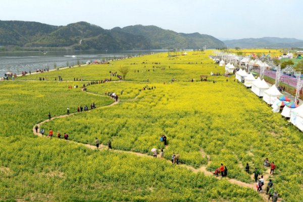 昌宁洛东江油菜花节