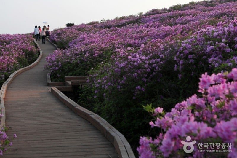 黄梅山황매산 (1/12)